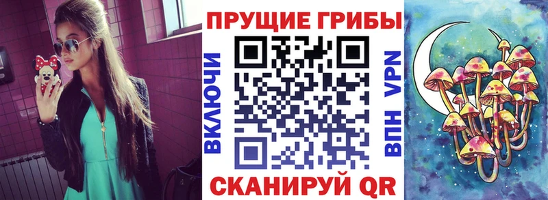 Псилоцибиновые грибы Cubensis  хочу наркоту  Шлиссельбург 
